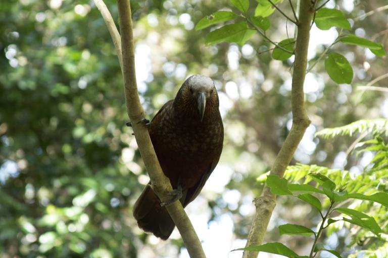 Kapiti Parrot