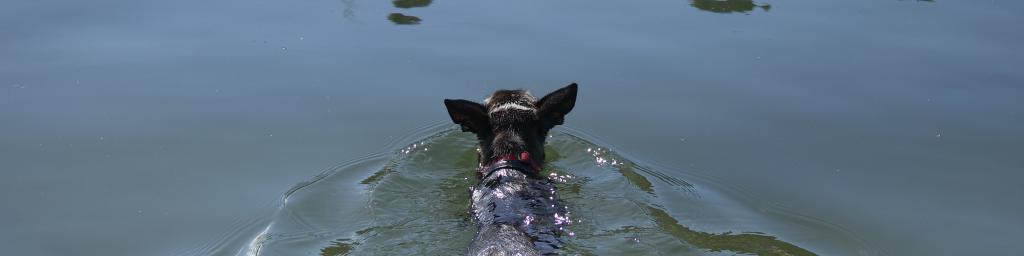 Swimming dog